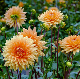 Carpet Creeping Dahlia seeds bloom across beds and borders with vivid color.