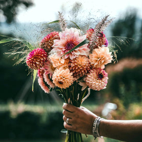 Carpet Creeping Dahlia seeds are beginner-friendly and quick to bloom in year one.