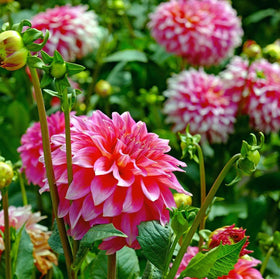 Carpet Creeping Dahlia seedlings thrive in containers for portable garden color.