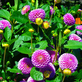 Carpet Creeping Dahlia seeds produce blooms ideal for fresh-cut bouquets and arrangements.