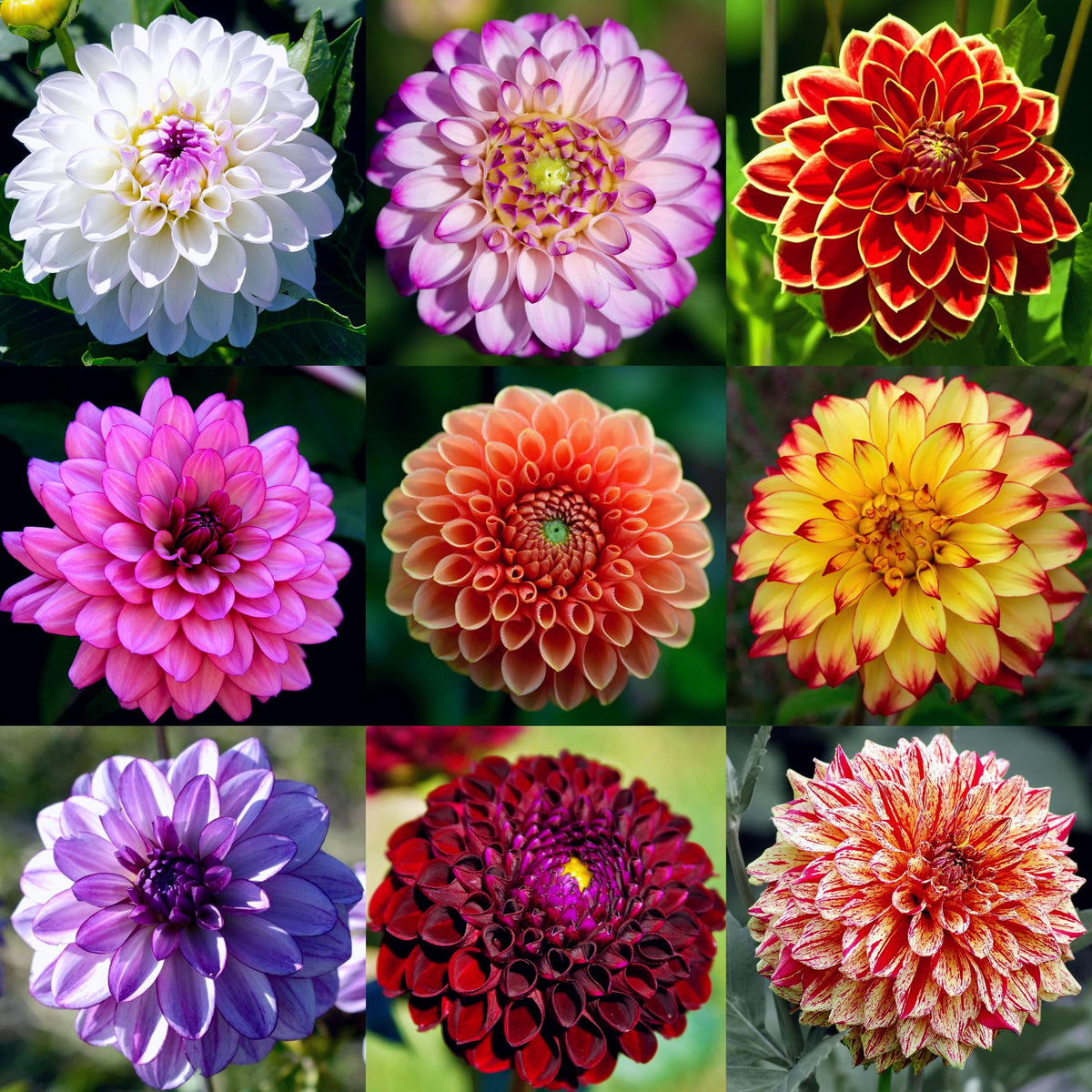 Carpet Creeping Dahlia seeds deliver long bloom for vibrant garden color and bouquets.