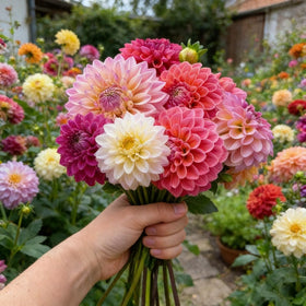 Carpet Creeping Dahlia seeds develop sturdy stems for borders and containers.