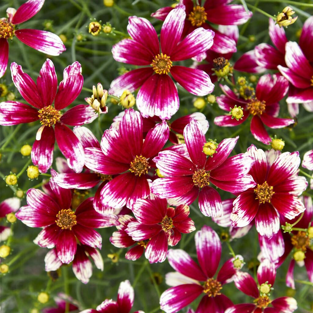 Carpet Creeping drought-tolerant coreopsis stems illustrate low water needs