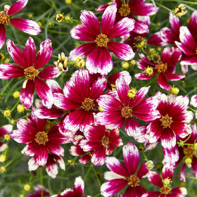 Carpet Creeping drought-tolerant coreopsis stems illustrate low water needs