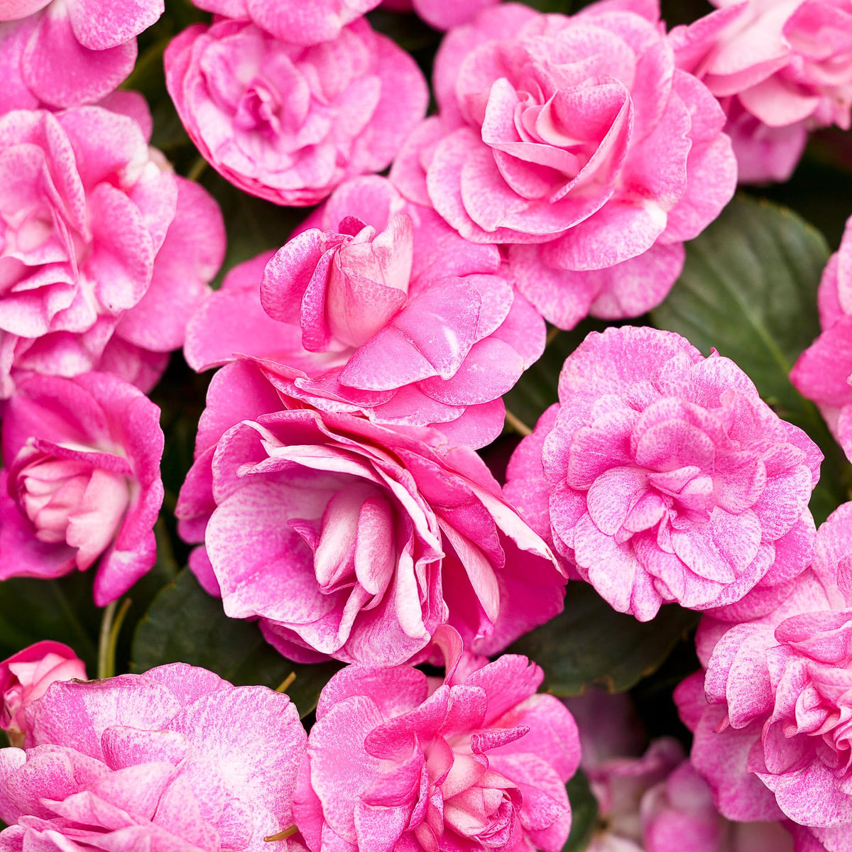 Carpet Creeping easy-to-plant seeds establish quickly for gardeners of all levels.