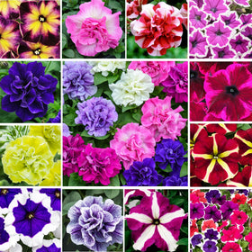 Carpet Creeping Easy Wave petunia seed planting in garden bed for vibrant, long-lasting color.
