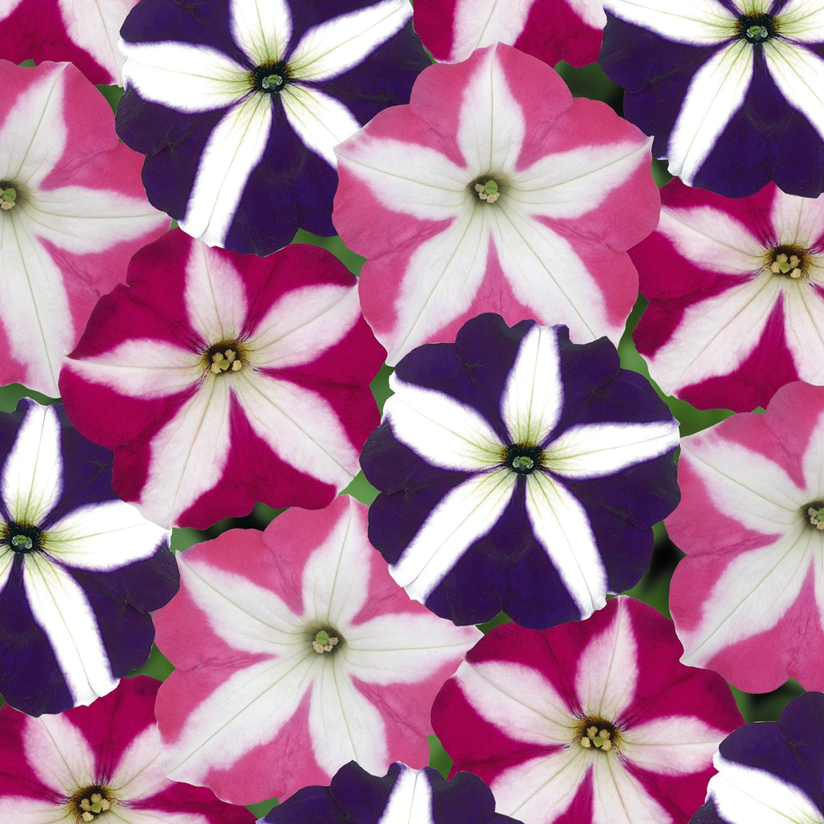 Carpet Creeping Easy Wave petunia trailing in hanging basket for cascading garden appeal.