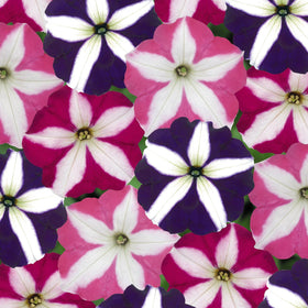 Carpet Creeping Easy Wave petunia trailing in hanging basket for cascading garden appeal.