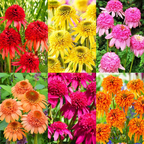 Carpet Creeping Echinacea seeds bundle for garden sowing, pollinator border.