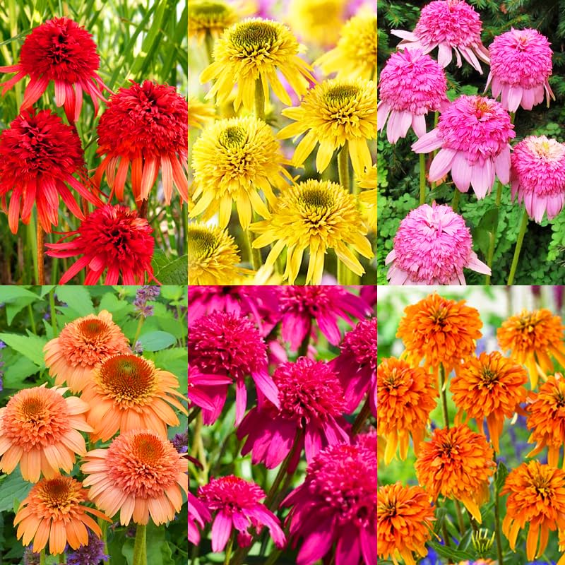 Carpet Creeping Echinacea seeds bundle for garden sowing, pollinator border.