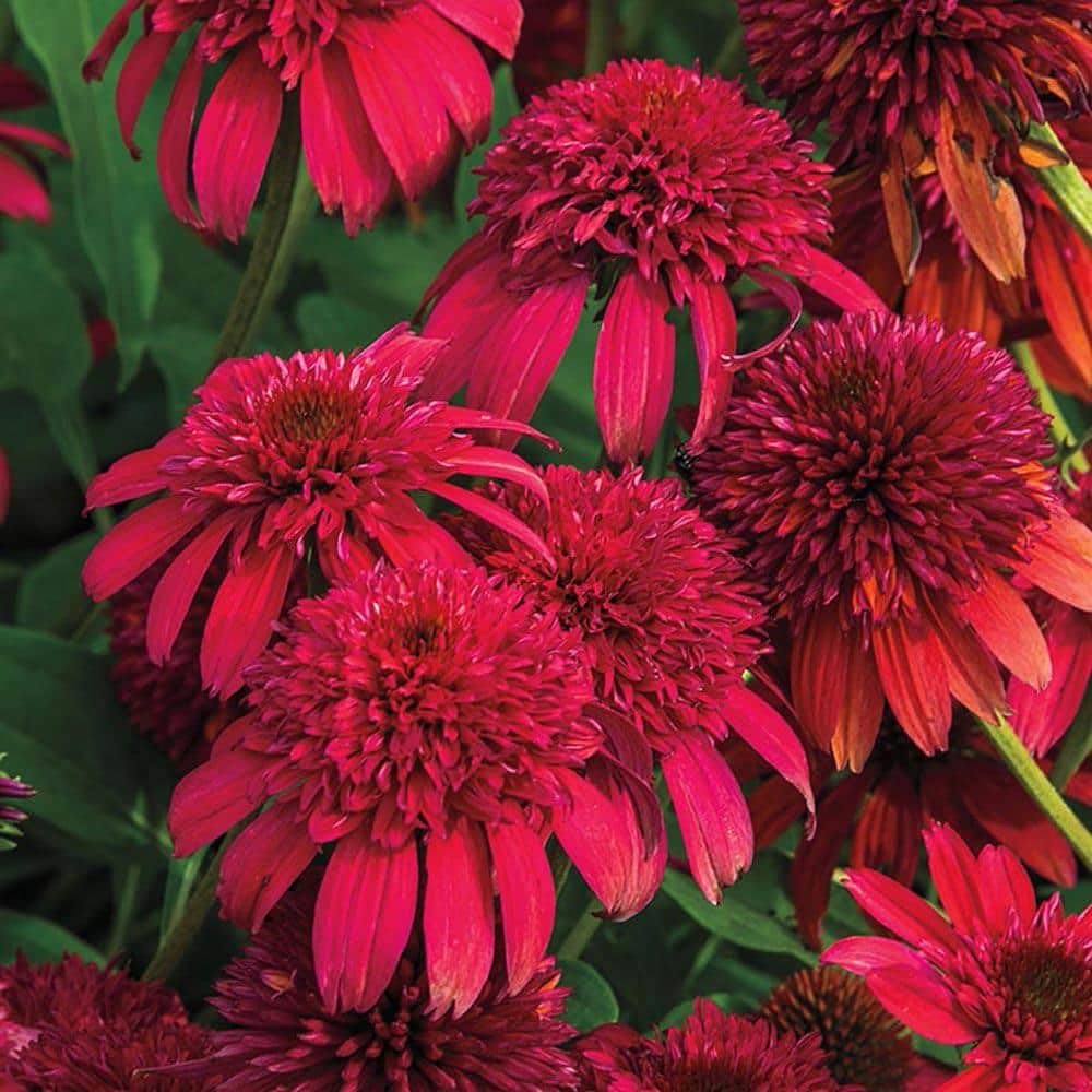Carpet Creeping Echinacea seeds show colorful blooms for sun gardens.