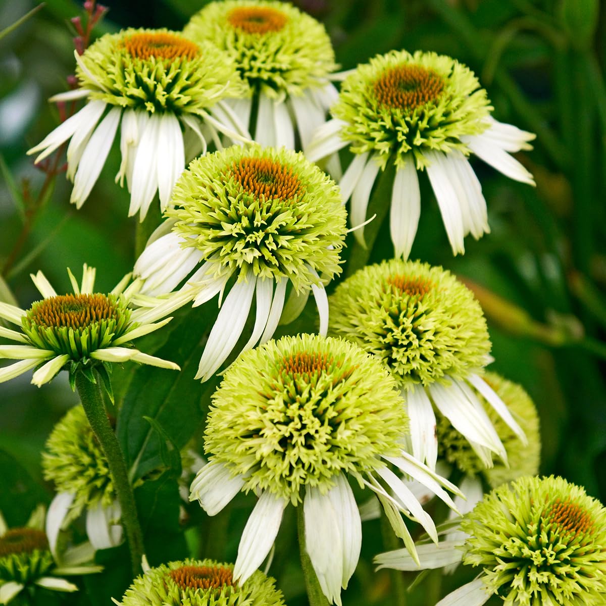 Carpet Creeping Echinacea seeds suited to heat-tolerant garden borders.