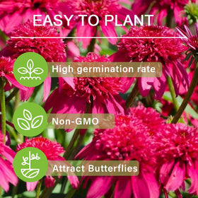 Carpet Creeping Echinacea seeds support long-lasting perennial blooms.