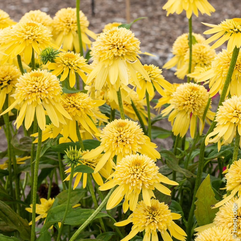Carpet Creeping Echinacea seeds for a pollinator-friendly perennial bed.