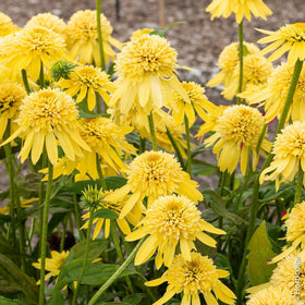 Carpet Creeping Echinacea seeds for a pollinator-friendly perennial bed.