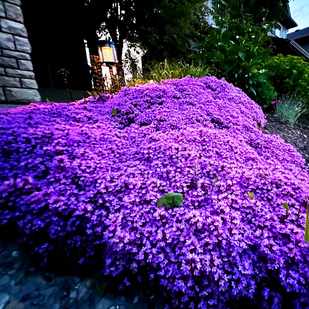 Carpet Creeping garden bed setup illustrating full outdoor planting plan