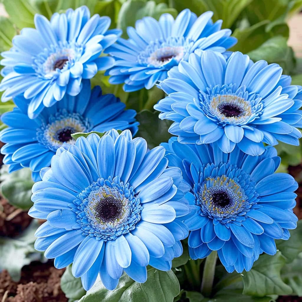 Carpet Creeping Gerbera Daisy Seeds easy to plant in sunlit, well-drained soil.