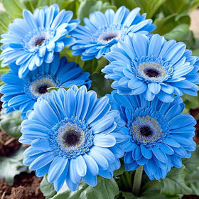 Carpet Creeping Gerbera Daisy Seeds easy to plant in sunlit, well-drained soil.