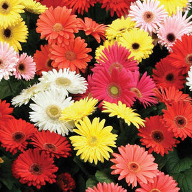 Carpet Creeping Gerbera Daisy Seeds long-blooming variety for vibrant garden color.