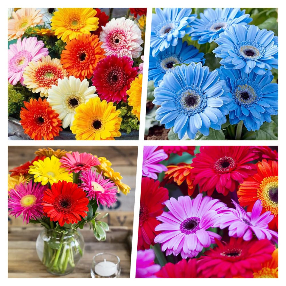 Carpet Creeping Gerbera Daisy Seeds with mixed colors brighten beds and attract pollinators.