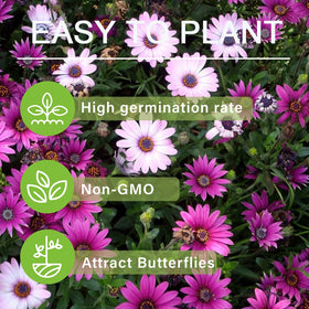 Carpet Creeping Gerbera Daisy Seeds attract bees and butterflies for pollinator-friendly gardens.
