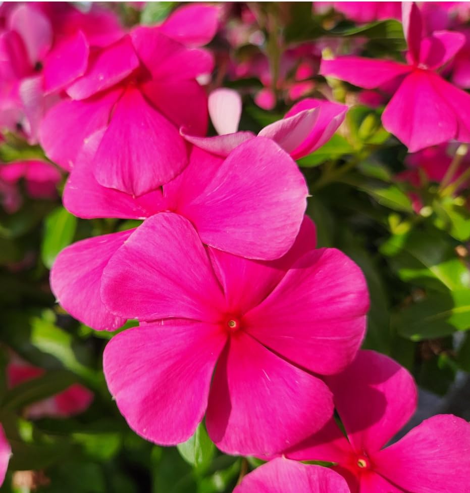 Vivid Carpet Creeping vinca ground cover in full bloom in a sunny garden bed.