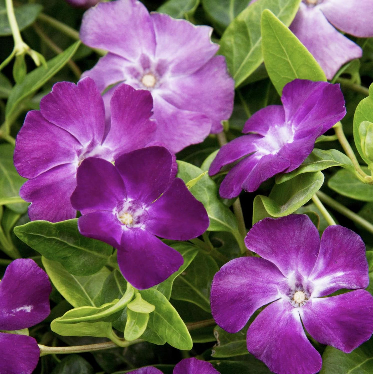 Carpet Creeping vinca in a hanging basket display for a bright outdoor accent.