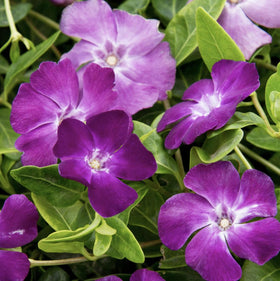 Carpet Creeping vinca in a hanging basket display for a bright outdoor accent.