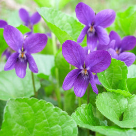 Carpet Creeping heirloom non-GMO seeds highlight a trusted heritage choice.