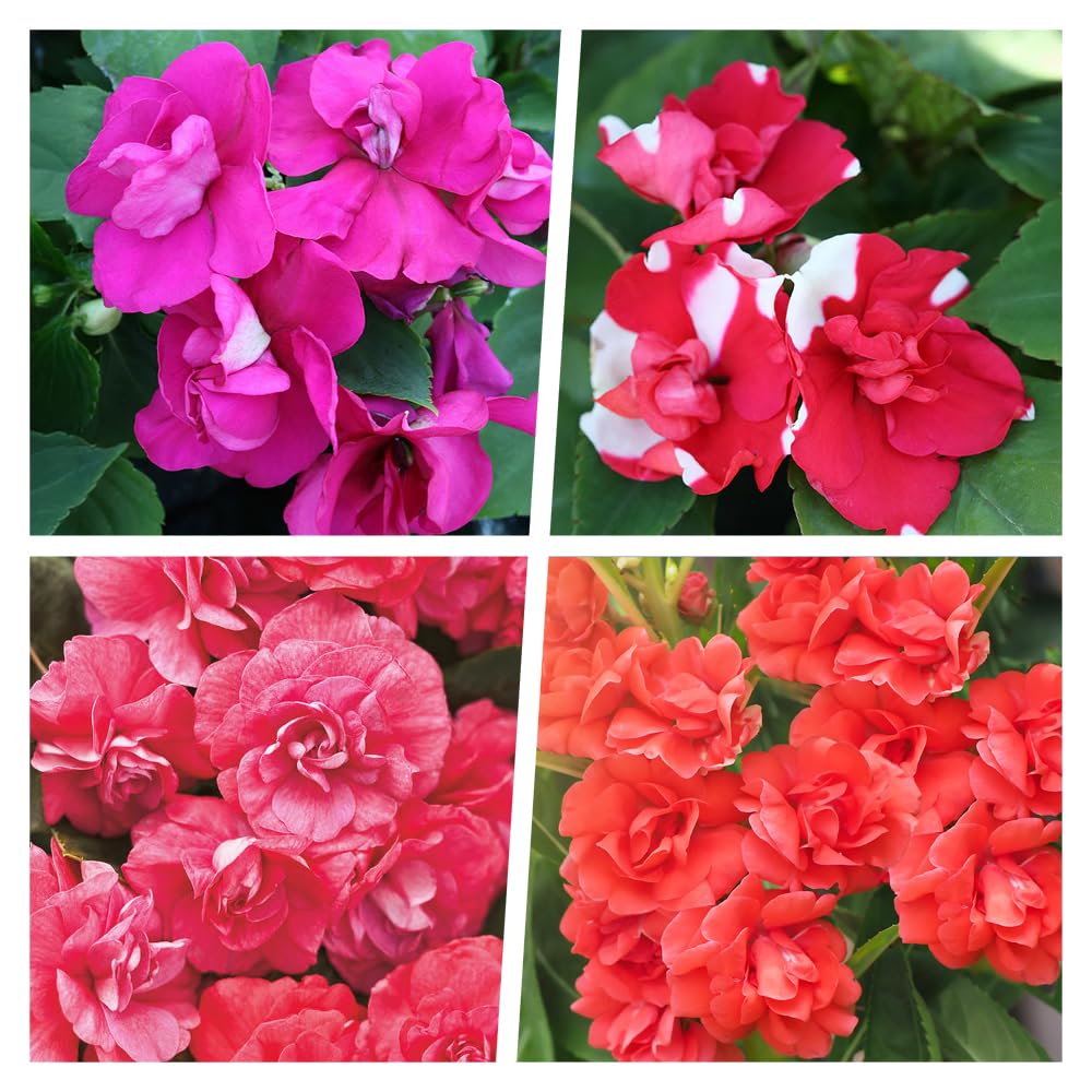 Carpet Creeping Impatiens balsamina seeds promote compact, bushy growth for borders.