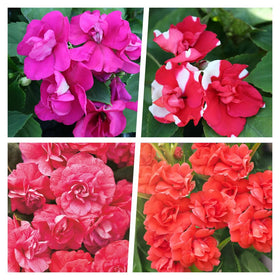 Carpet Creeping Impatiens balsamina seeds promote compact, bushy growth for borders.
