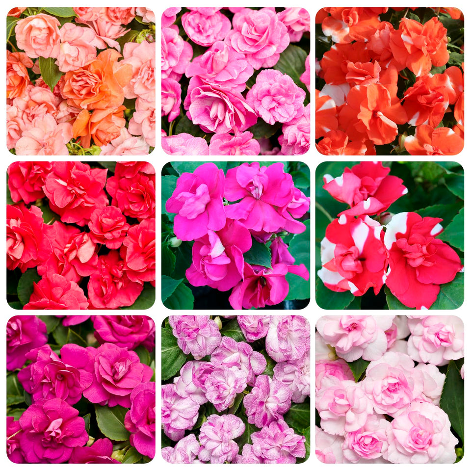 Carpet Creeping Impatiens mixed seeds bloom in vibrant colors for shade gardens.