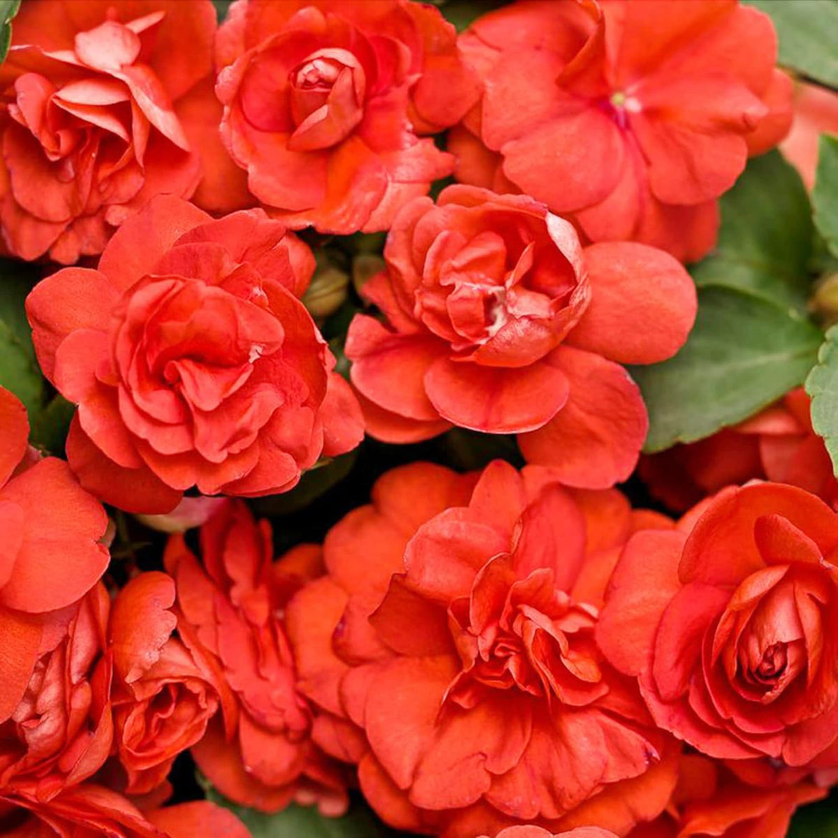 Carpet Creeping mixed seeds provide lush foliage and colorful displays in beds and pots.
