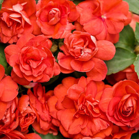 Carpet Creeping mixed seeds provide lush foliage and colorful displays in beds and pots.