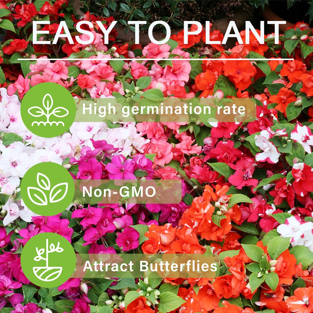 Carpet Creeping impatiens seeds perform well in partial shade for urban balconies.