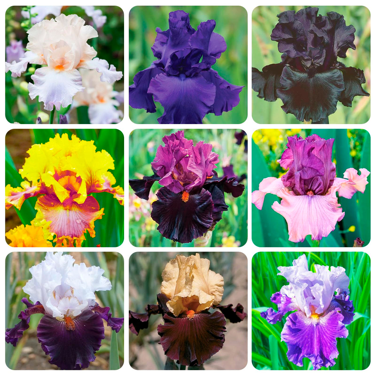 Carpet Creeping iris colors variety highlights diverse bloom styles for borders or containers