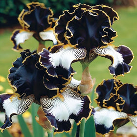 Carpet Creeping iris garden border planting shows resilient, hardy blooms all season