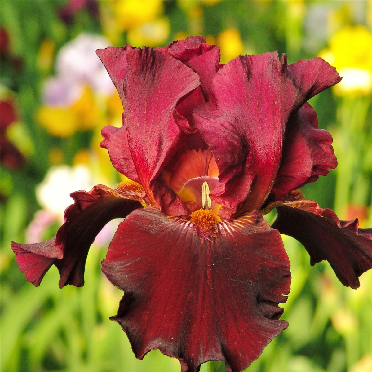 Carpet Creeping iris long-bloom season capture blooms from late spring to early summer