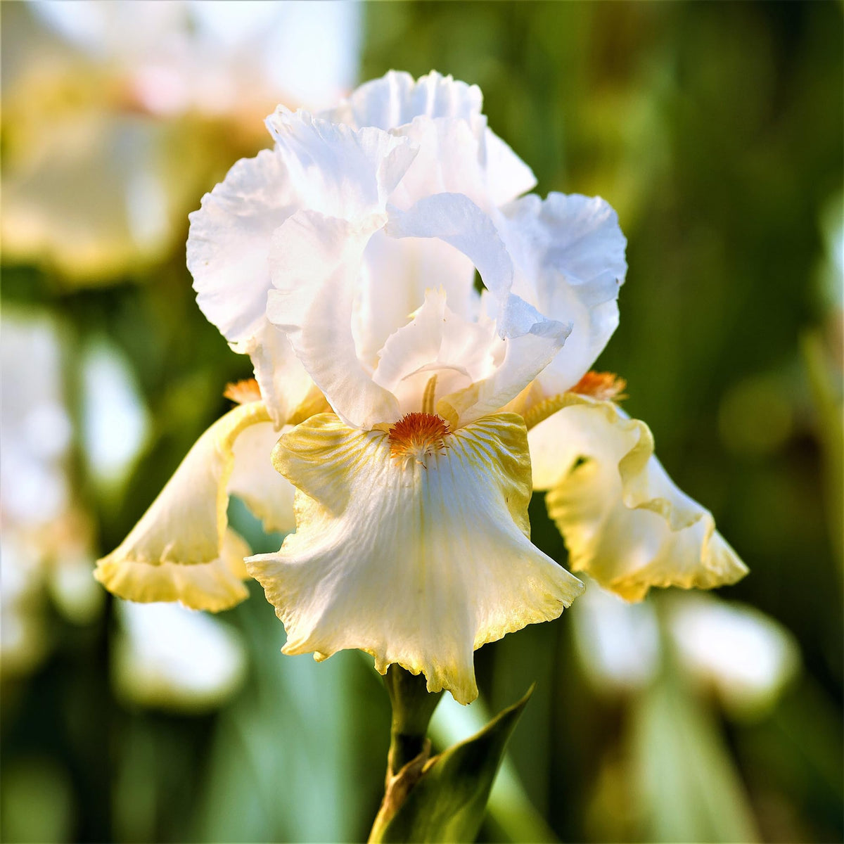 Carpet Creeping iris perennial growth image emphasizes year-after-year garden expansion