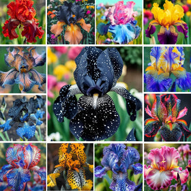 Carpet Creeping iris seeds mix showcases vibrant colors for a dynamic garden entry