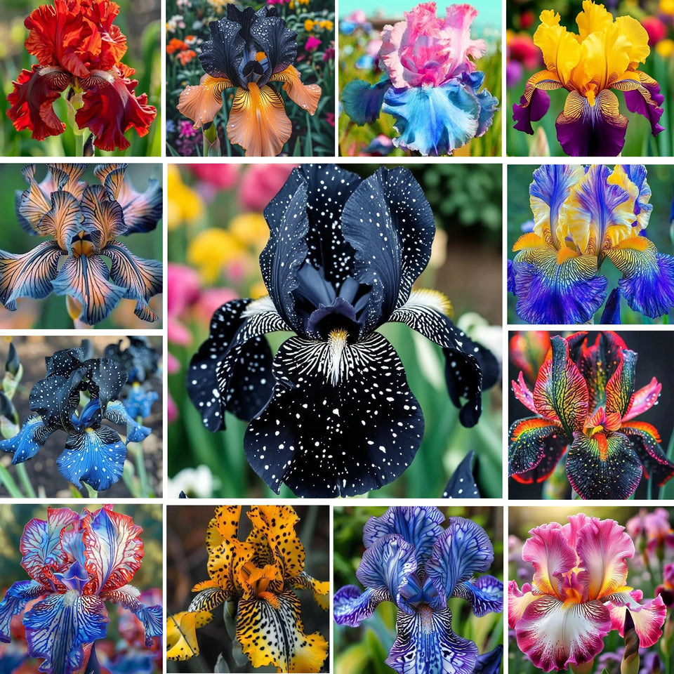 Carpet Creeping iris seeds mix showcases vibrant colors for a dynamic garden entry
