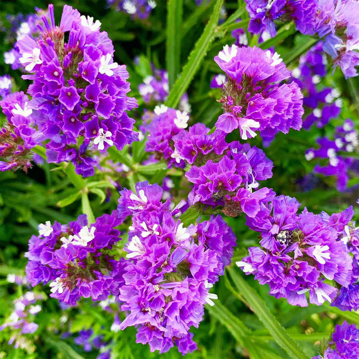 Carpet Creeping Limonium seedling stage shows sturdy growth.