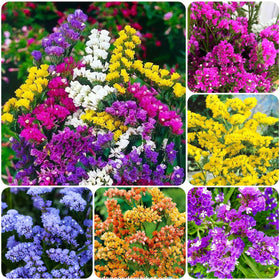 Carpet Creeping Limonium seeds bulk pack for easy planting.