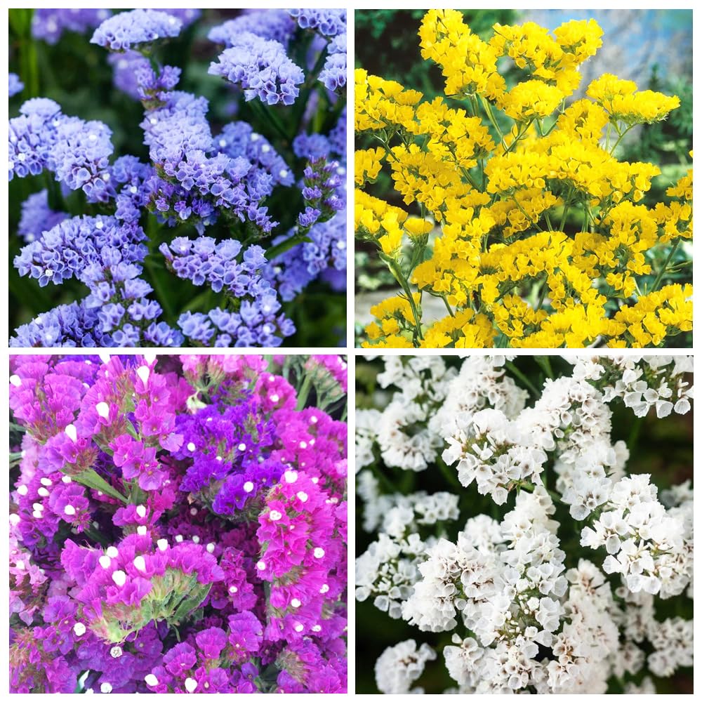 Carpet Creeping Limonium seeds planted in various soils support steady growth.
