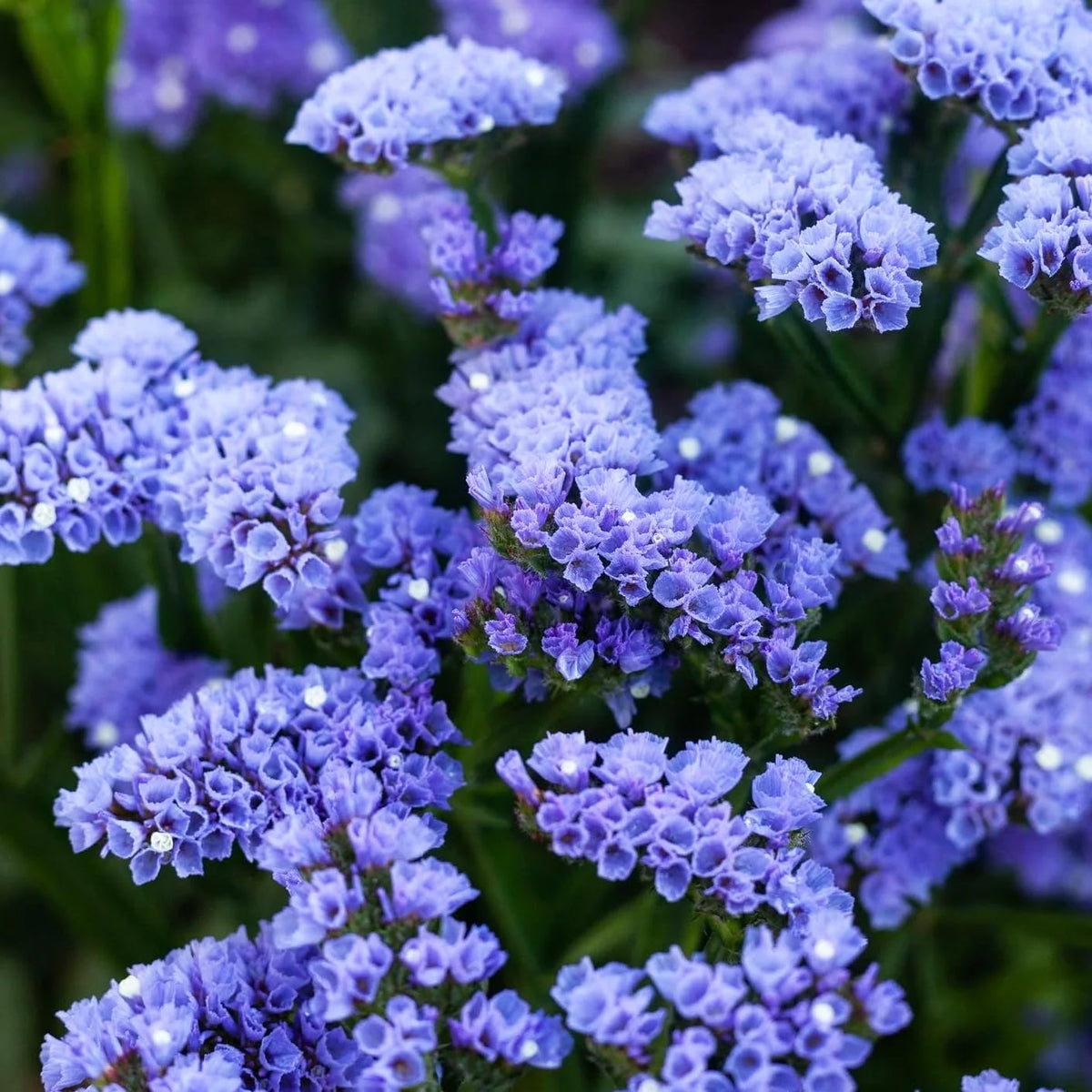 Carpet Creeping Limonium stems in bouquets showcase strong stems.