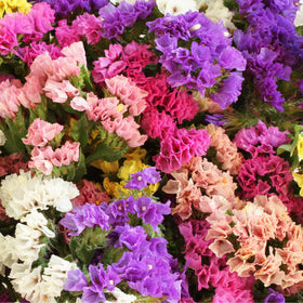Carpet Creeping Limonium summer bloom adds vibrant color.