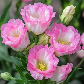 Carpet Creeping lisianthus seeds—high germination potential with proper moisture.