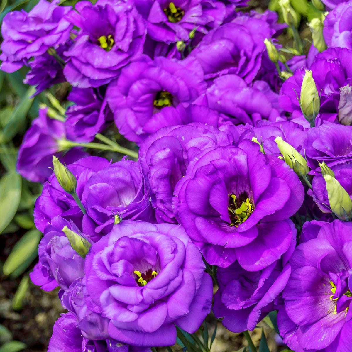 Carpet Creeping lisianthus seeds—colorful blooms to craft focal points in beds.