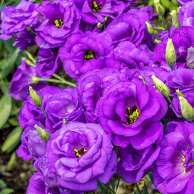 Carpet Creeping lisianthus seeds—colorful blooms to craft focal points in beds.