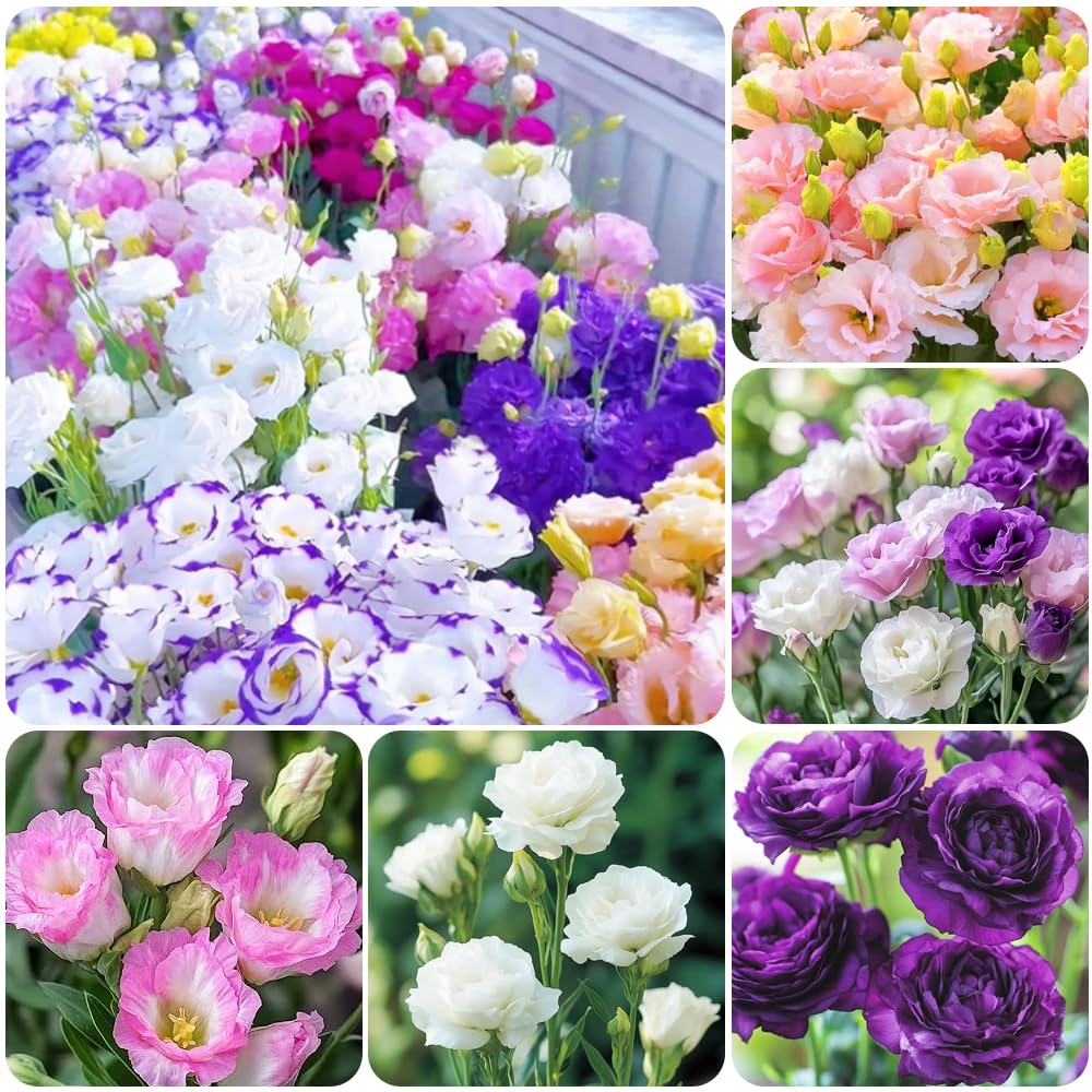 Carpet Creeping lisianthus seeds—thornless-looking blooms for an elegant border.